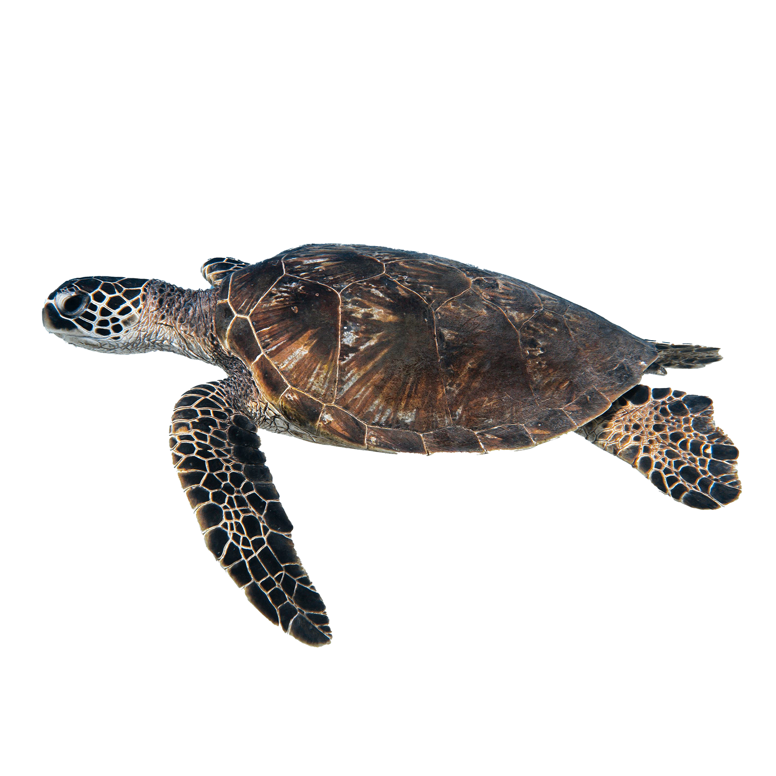 sea turtle